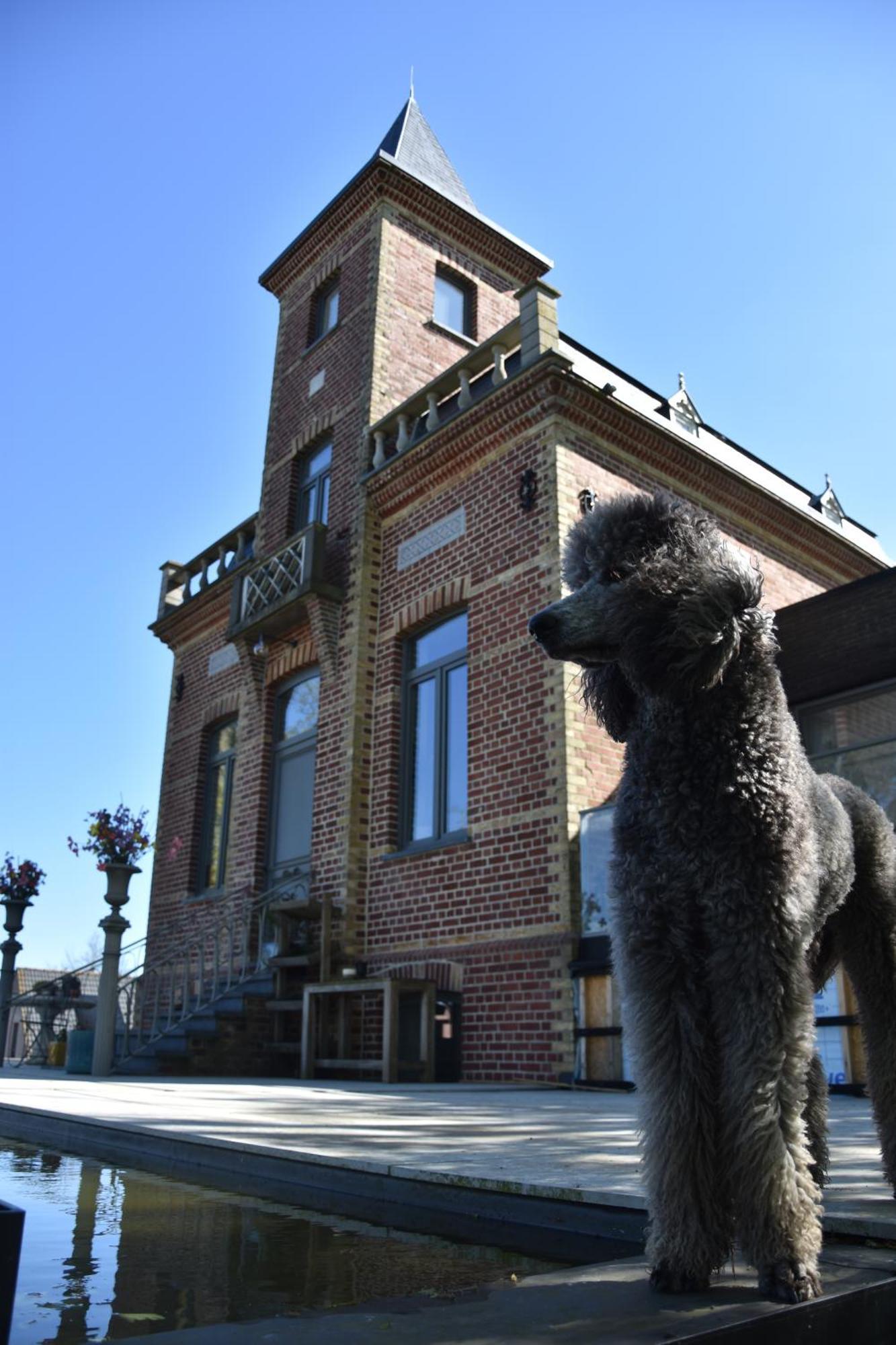 Terp Bed and Breakfast Poperinge Buitenkant foto